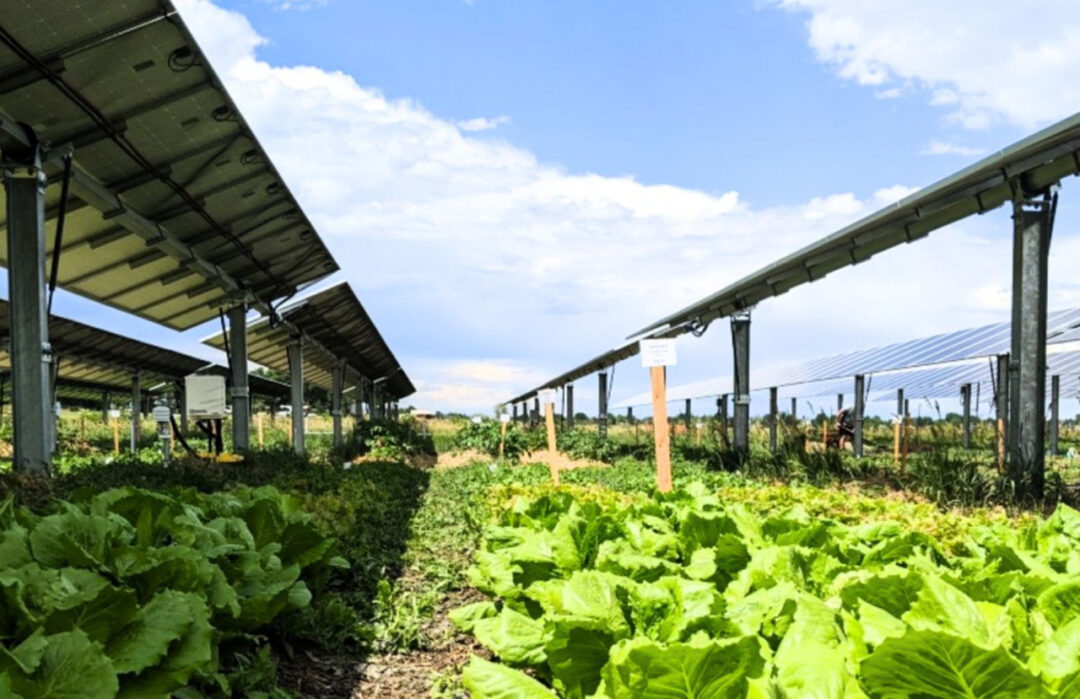 Jack’s Solar Garden